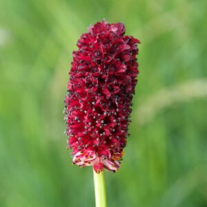 Krvavec toten - Sanguisorba officinalis​