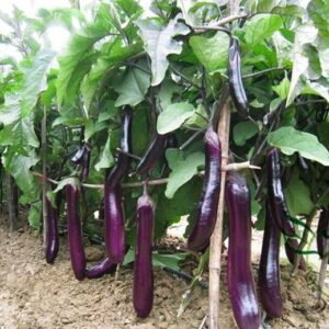 Dlhé fialové plody odrody Long Purple visiace na rastlinách v záhone