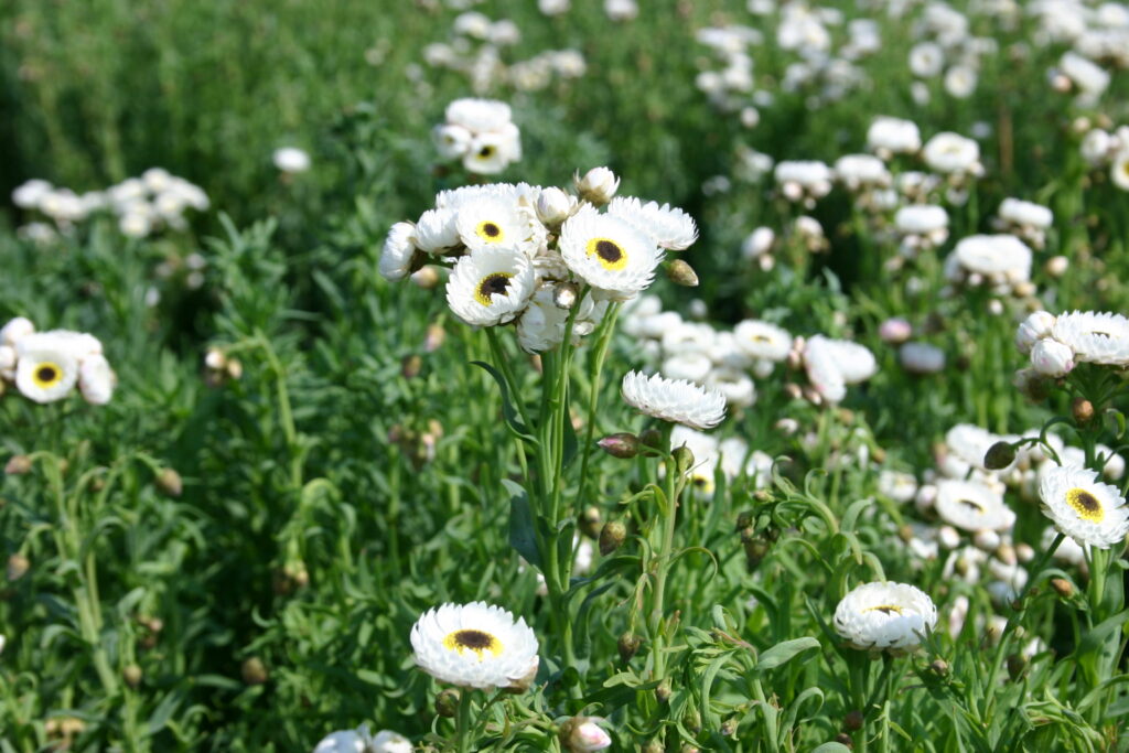Helipterum roseum  'Alba'