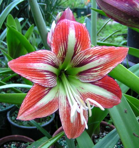 Hv Zdn K P Stov N A P E O Hippeastrum A Amarylis