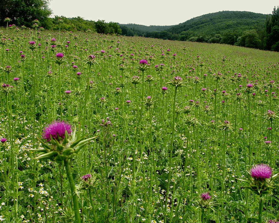 Ostropestřec mariánský (Silybum marianum)​