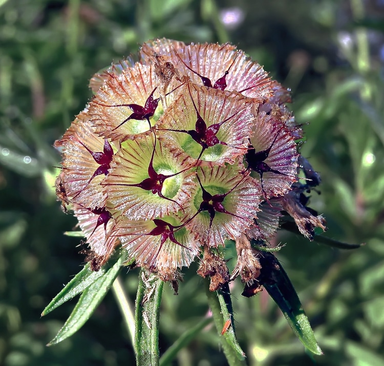 Scabiosa stellata