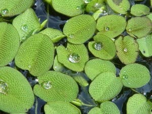 Nepukalka (Salvinia)