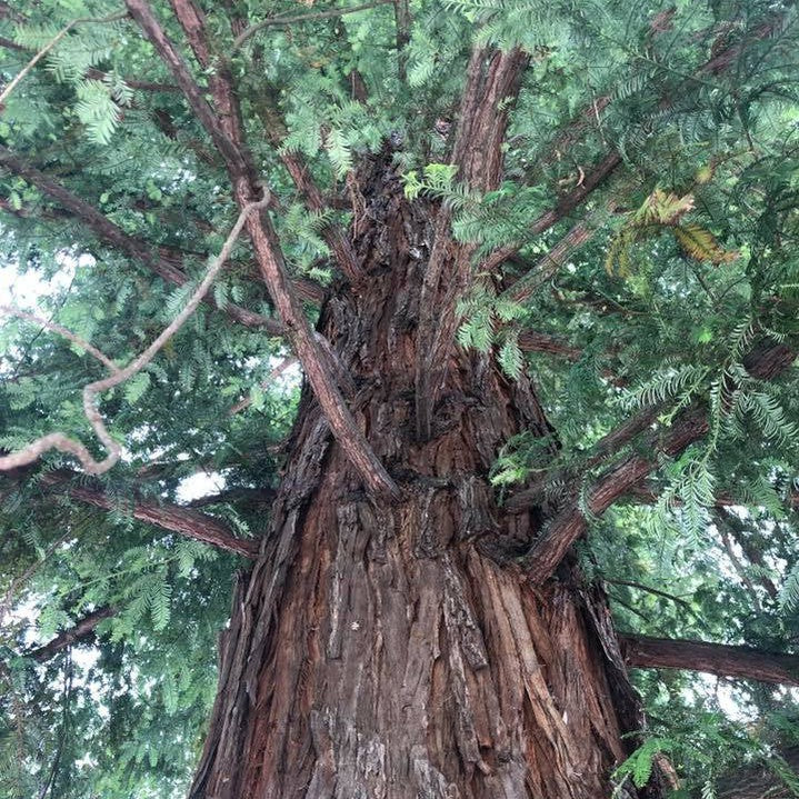 Sequoia sempervirens