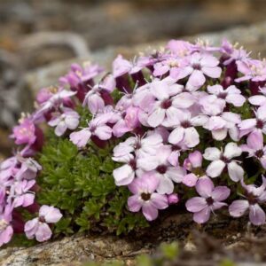 Silenka bezlodyžná (Silene acaulis)​