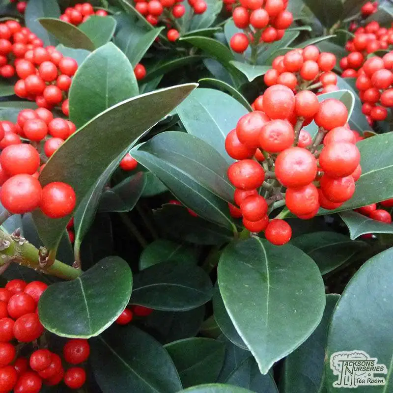 Skimmia reversiana