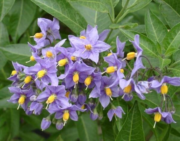 Ľuľok kučeravý (Solanum crispum) s modrofialovými kvetmi a žltými peľnicami