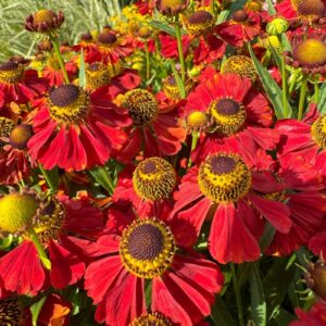 Záplevák - Helenium Moerheim Beauty.