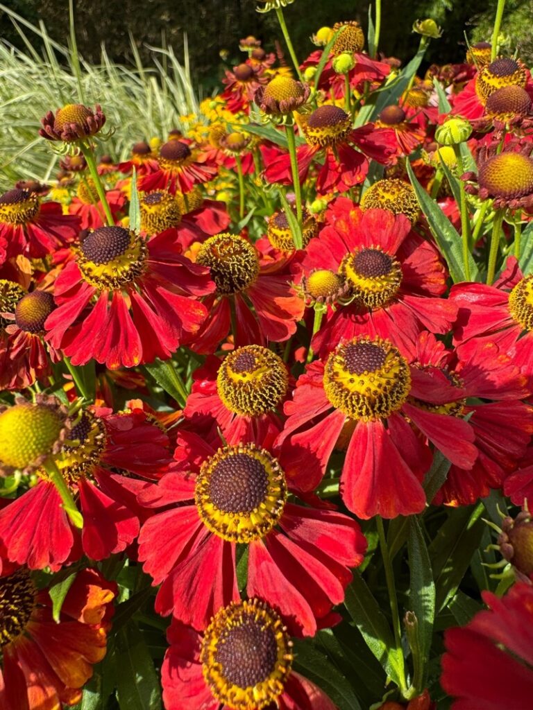 Záplevák - Helenium Moerheim Beauty.