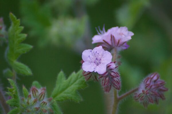 Otočník 3 Divoké modrofialové květy svazenky (Phacelia), anglicky zvané wild heliotrope