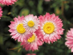 Smilek růžový (Helipterum roseum)