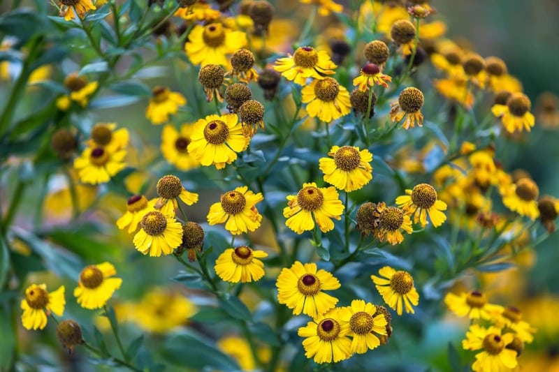 Helenium autumnale