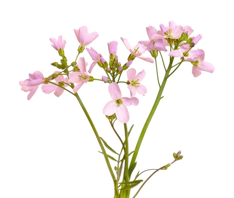 Květ večernice vonné (*Hesperis matronalis*) na bílém pozadí.