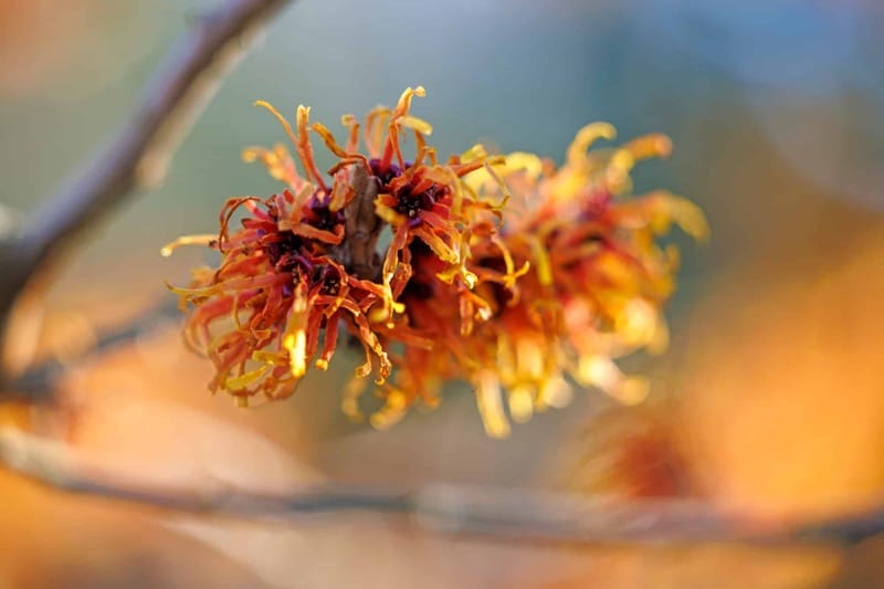 "Hybridní vilín (Hamamelis × intermedia)"