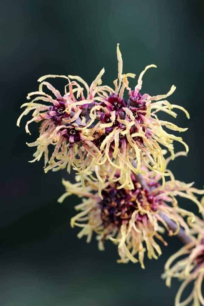 Hybridní vilín (Hamamelis × intermedia)