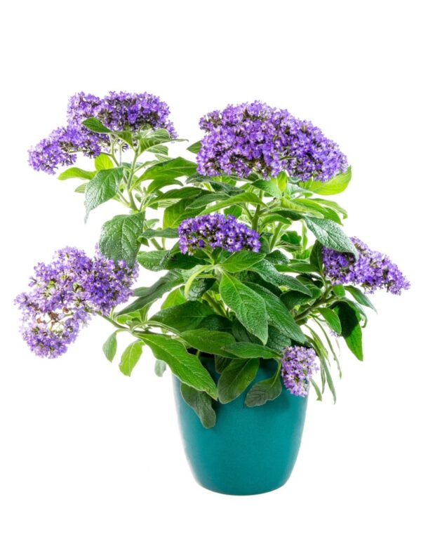 Otočník (heliotropium) s fialovými květy v květináči
