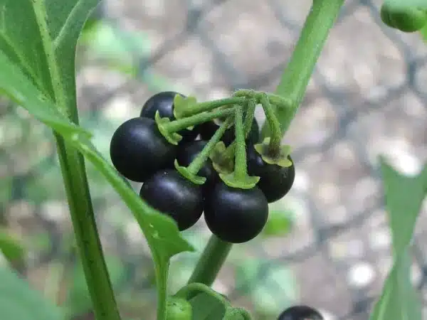Strapec čiernych zrelých bobúľ ľuľka čierneho (Solanum nigrum)
