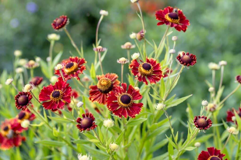 Přirozený detail barevného oranžového květu zápleváku podzimního (*Helenium autumnale*) na zahradě.