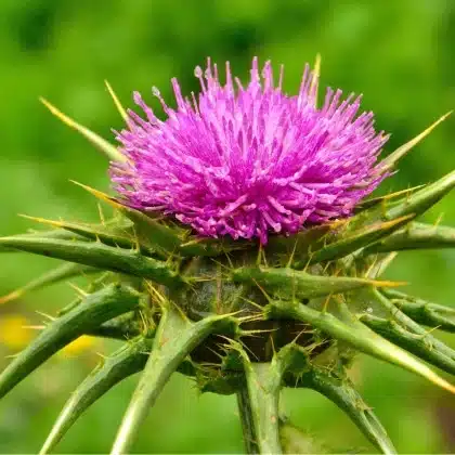 Ostropestřec mariánský (Silybum marianum)​