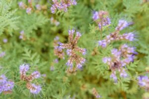 Phacelia tanacetifolia, známá také jako svazenka vratičolistá nebo otočník, rostoucí na poli jako krycí plodina.