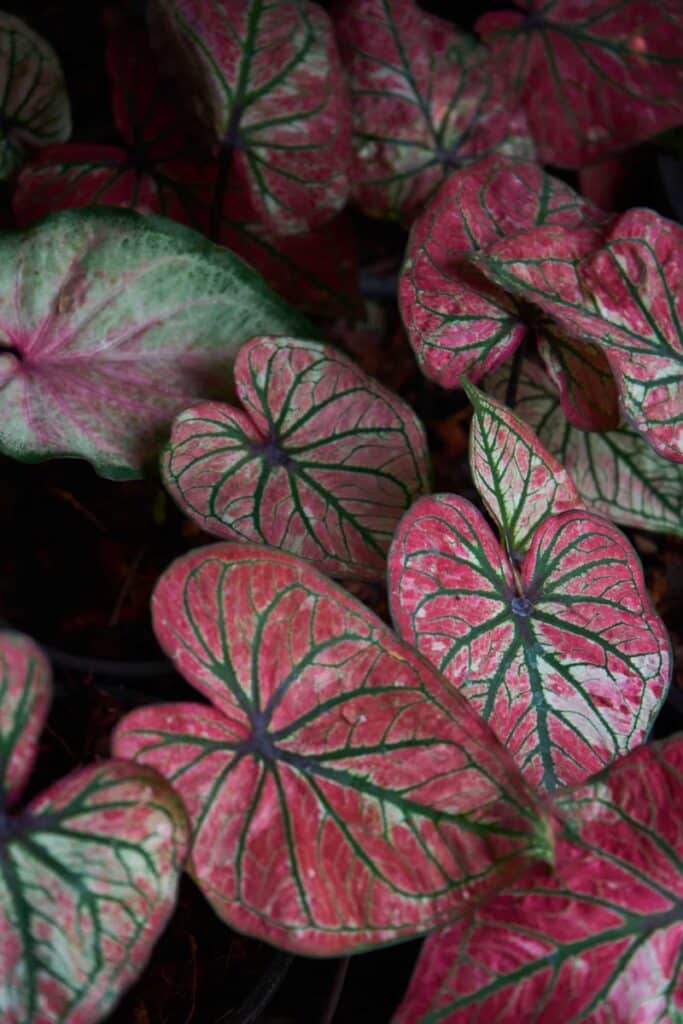 red caladium leaves in the garden