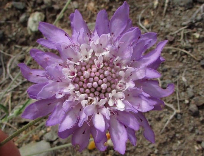 SCABIOSA ATROPURPUREA L. – hlaváč černonachový