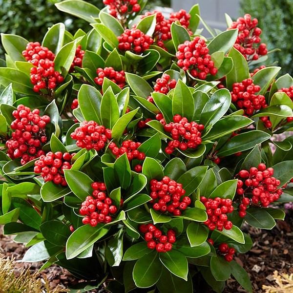 Skimmia japonica