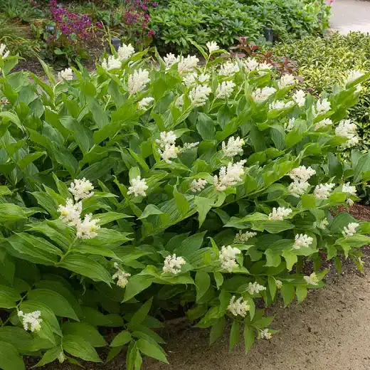 Smilacina racemosa