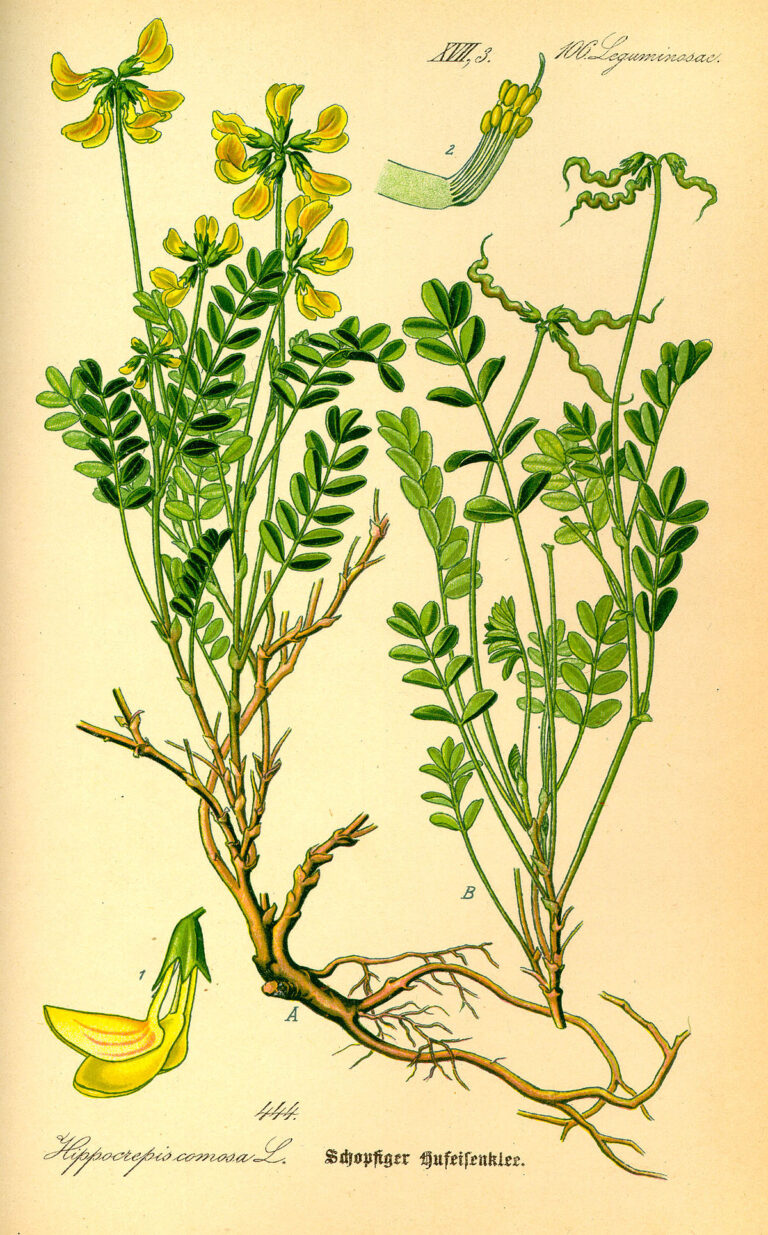 Podkovka chocholatá (Hippocrepis comosa)​ - ilustrace