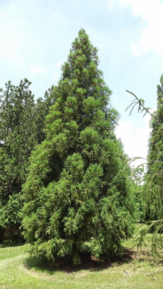 Cryptomeria Yoshino​