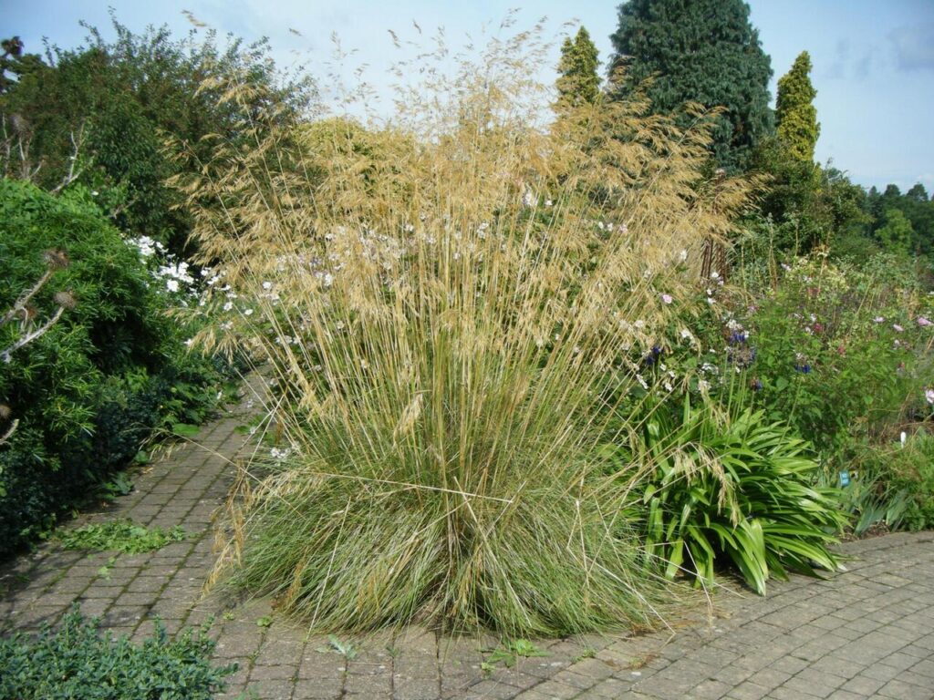 Kavyl obrovský (Stipa gigantea)​