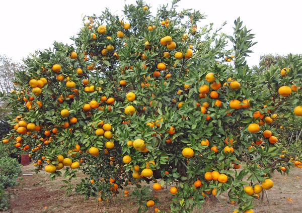 Citrus reticulata var. unshiu