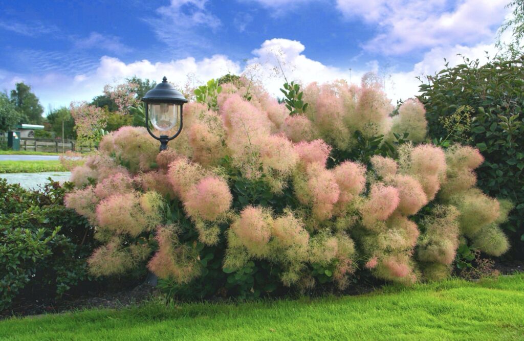 Cotinus coggygria​