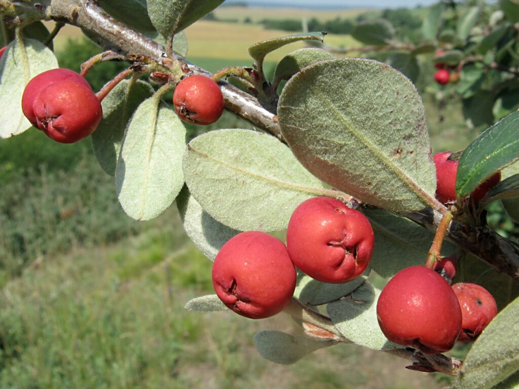 Cotoneaster integerrimus, skalník obecný​