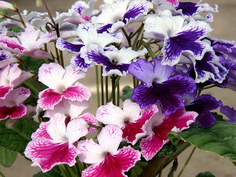 Tořivka (Streptocarpus)​