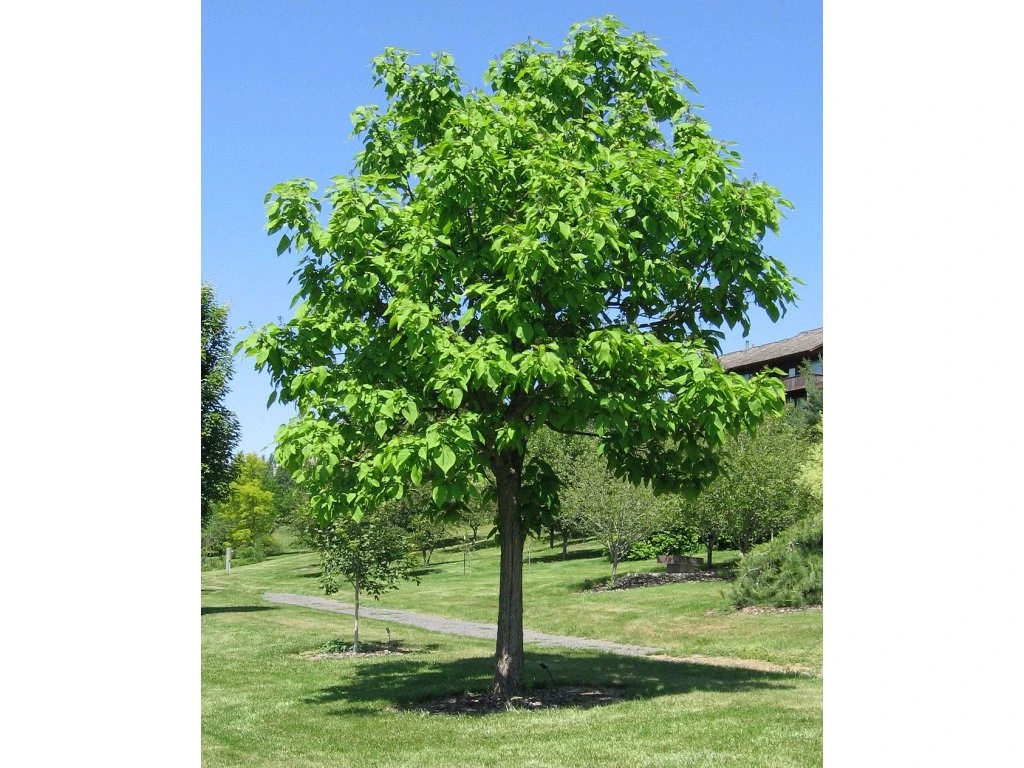 Katalpa nádherná (Catalpa speciosa):​