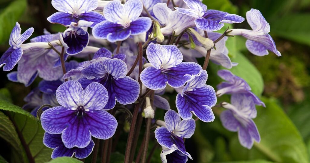 Tořivka (Streptocarpus)​