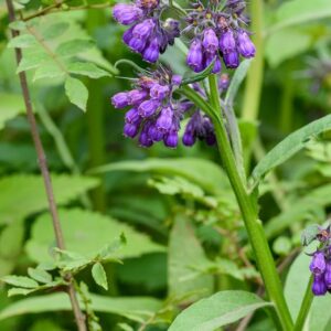 Kostival lékařský (Symphytum officinale)​​