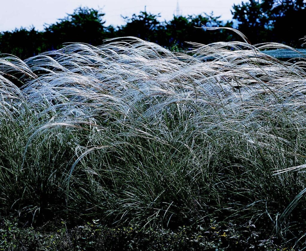 Kavyl vousatý (Stipa barbata)​