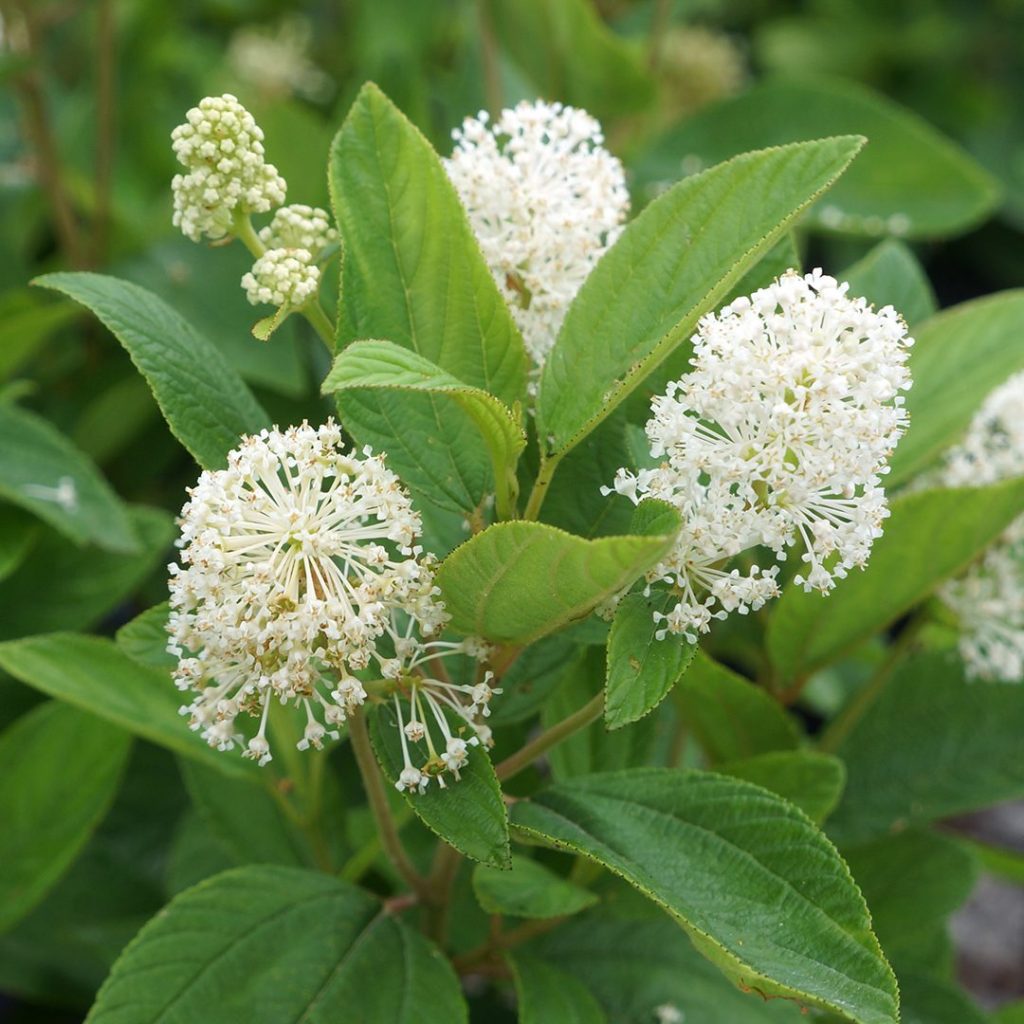 Latnatec americký (Ceanothus americanus)​