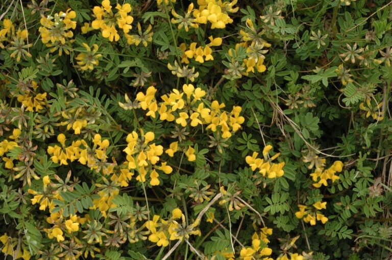 Podkovka chocholatá (Hippocrepis comosa)​