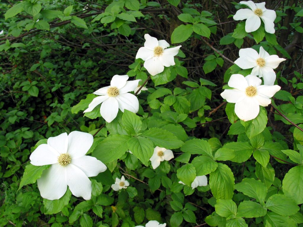 Nuttalův dřín (Cornus nuttallii)​