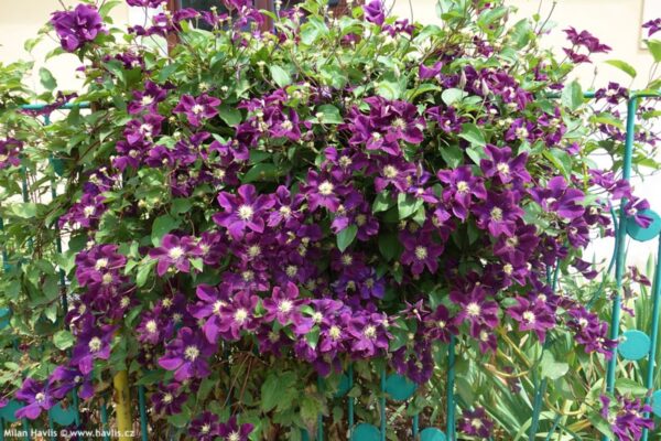 Plamének 13 Plamének vlašský (Clematis viticella)