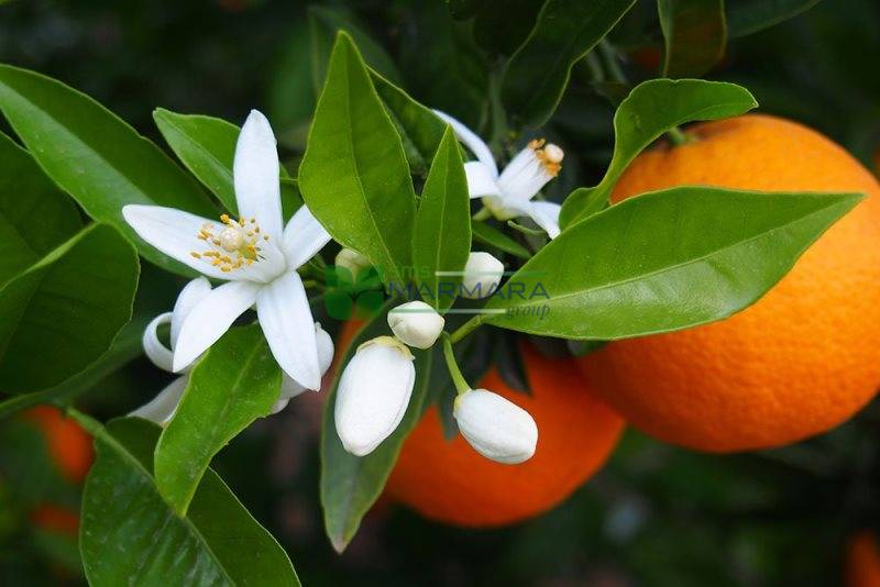 Citrus aurantium (bigarádie, „hořký pomeranč“)​