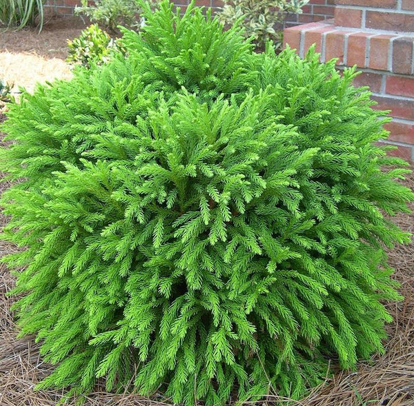 Cryptomeria Globosa Nana​