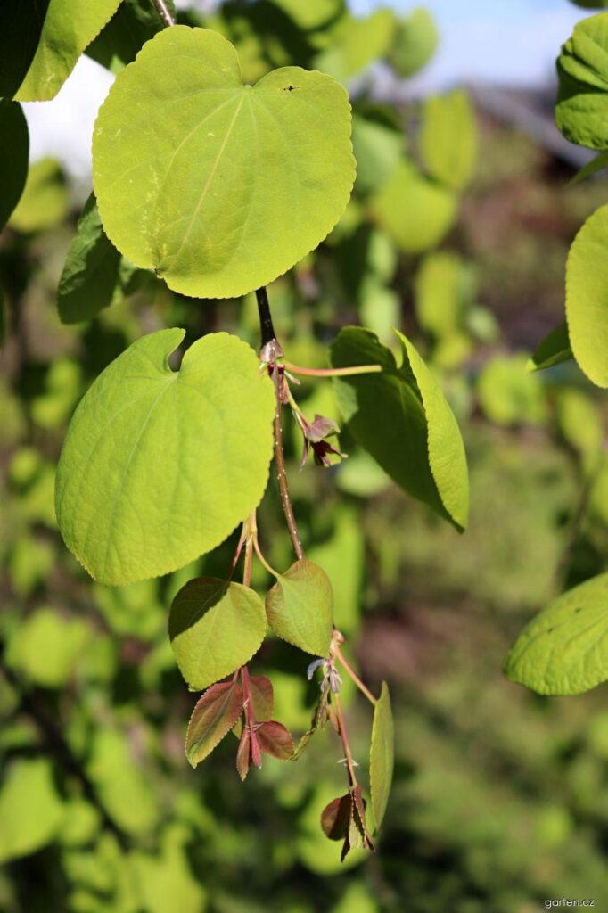 Cercidiphyllum magnificum