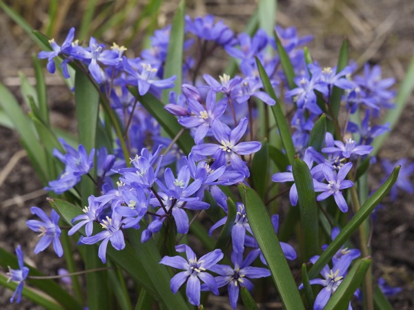 Chionodoxa Chionoscilla allenii