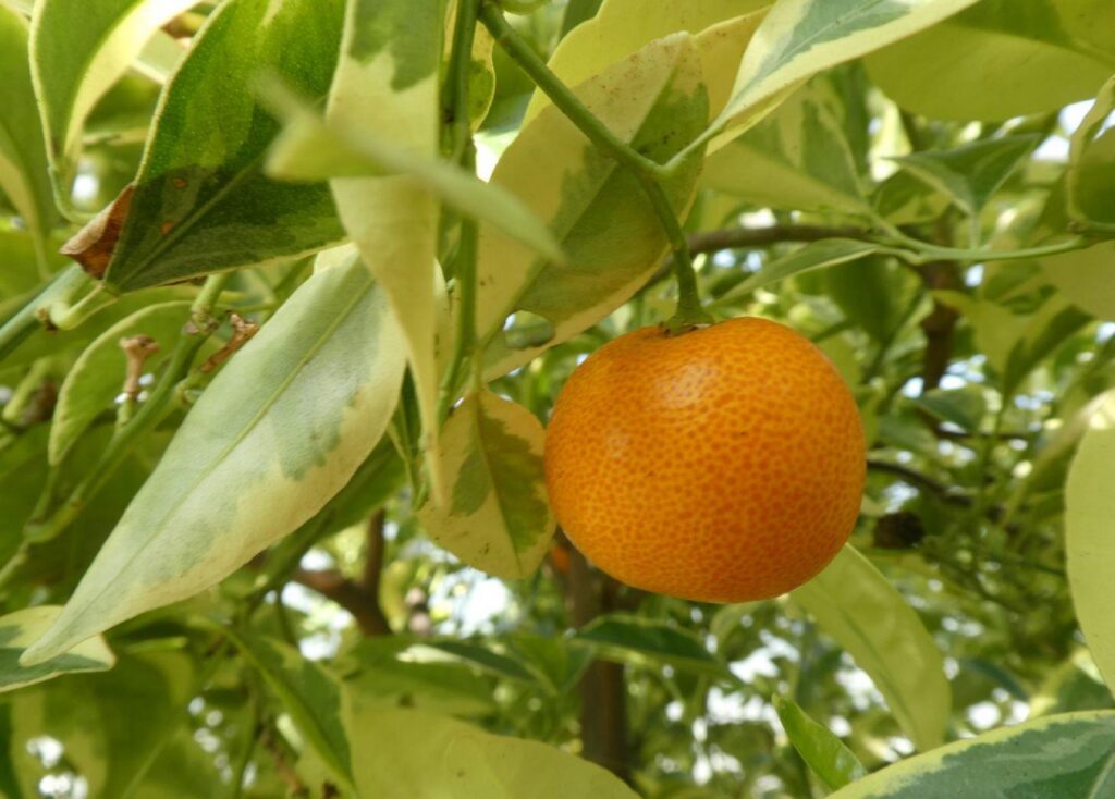 Citrus madurensis​