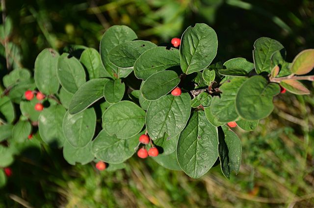 Cotoneaster tomentosus, skalník plstnatý​