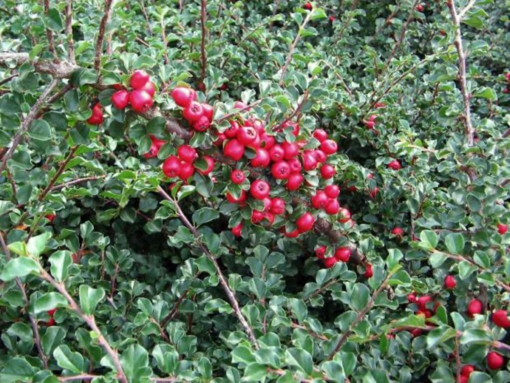 Cotoneaster praecox, skalnik raný​